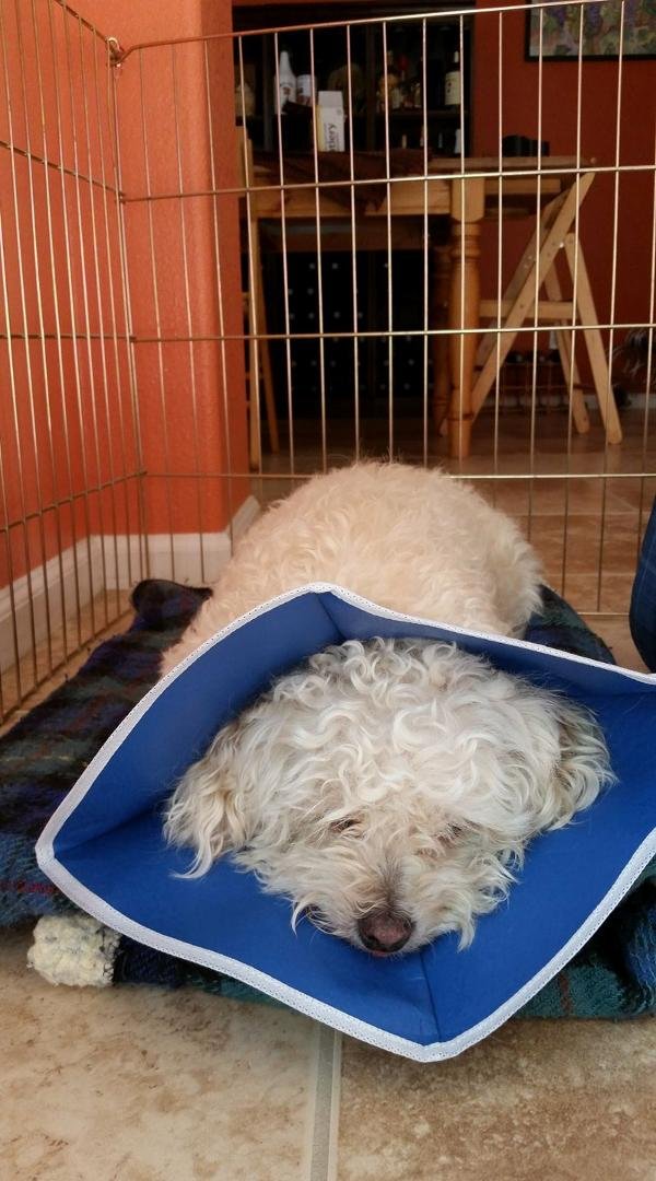Miss Roxy got spayed today, she a little out of it right now!