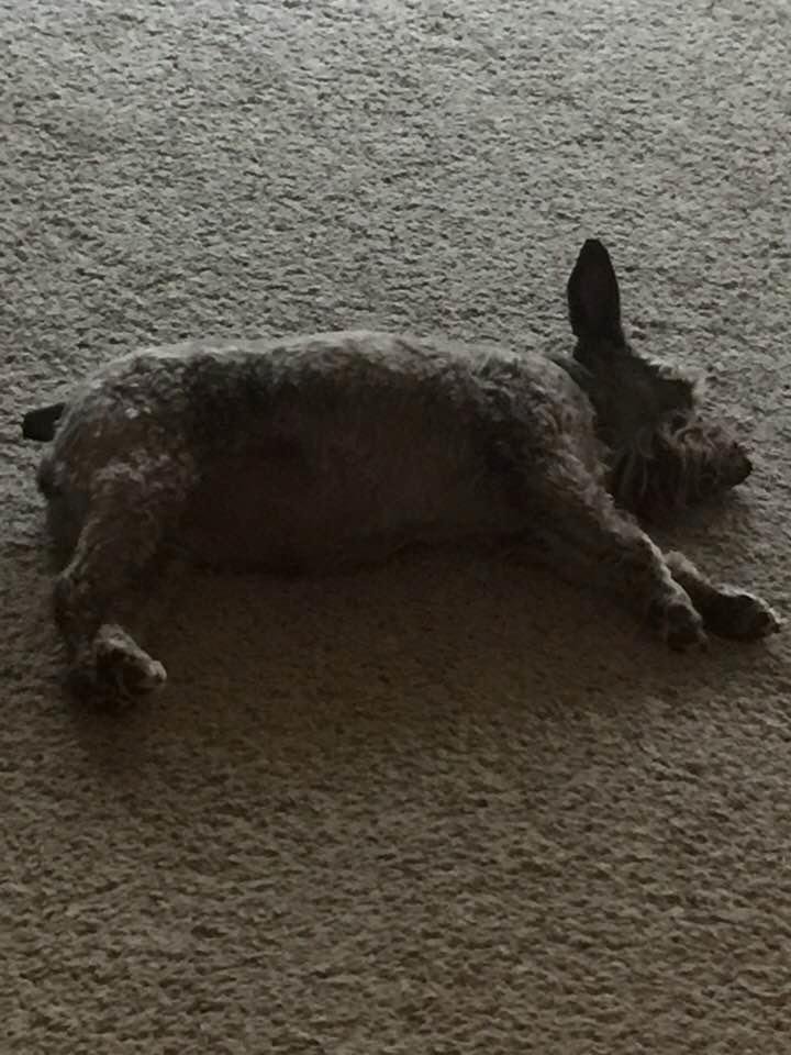 Is it good when ur dog blends with the carpet?