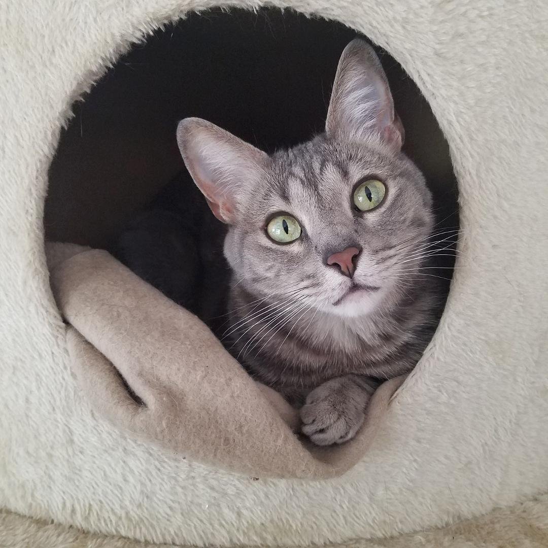 This is Tonks, she gets me everyday with her cuteness.