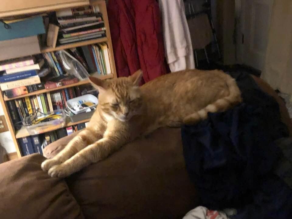 It’s a bird, it’s a plane, it’s super kitty! 😂