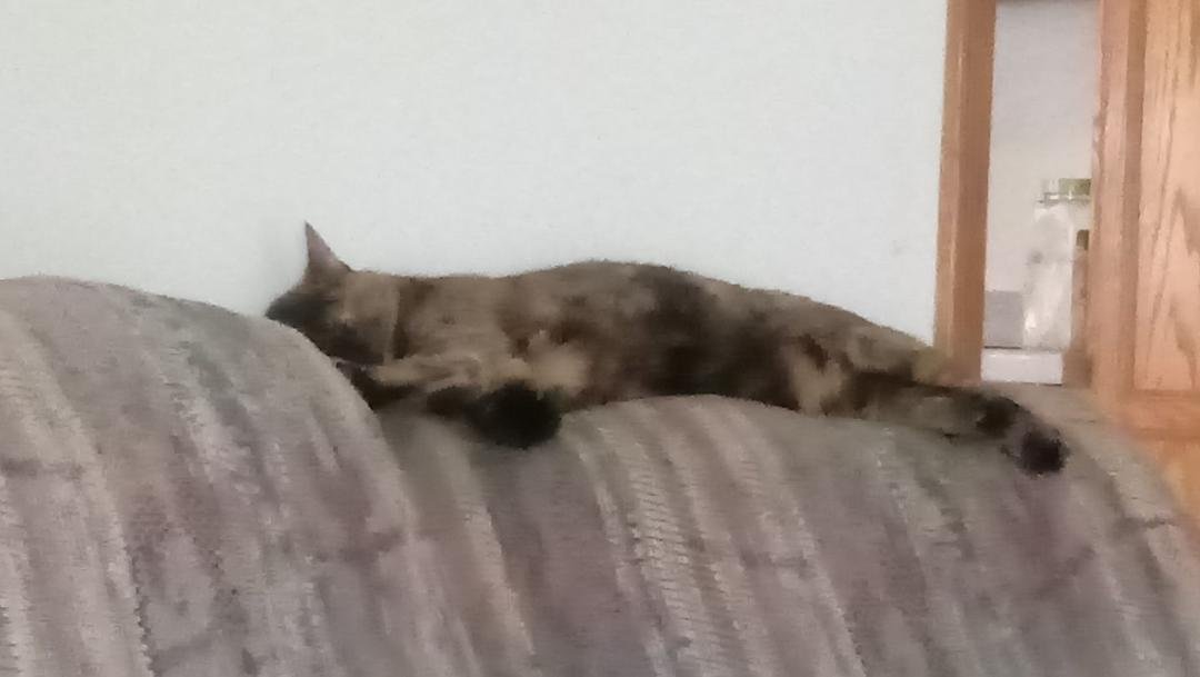 Savannah kitty looks pretty relaxed.