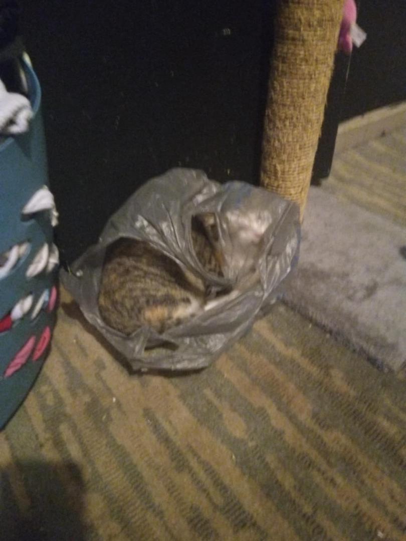 So got a quick question anyone else's cat like bags or is mine just broken?