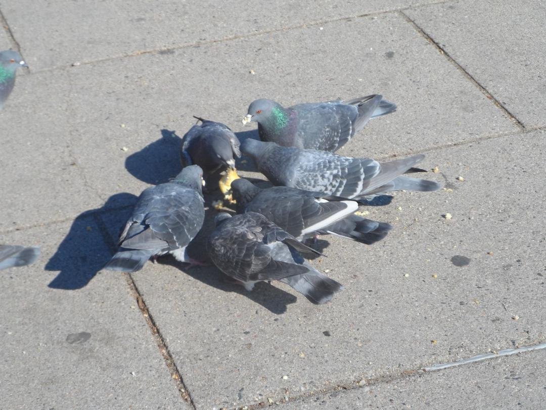 Who knew how much pigeons like Twinkies .