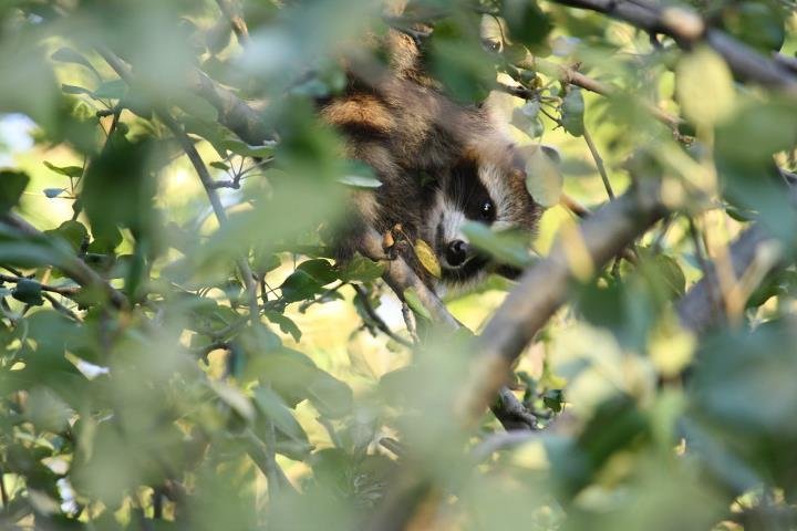 Kathy Johnson's album, July 28, 2011 Coons in our apple trees