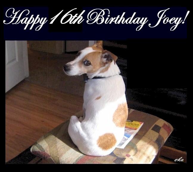 He has been a delight for 16 years! Keeps us young - er!