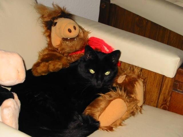 We lost our girl, Shadow today after 22 good years.  This is my favorite photo of her taken in 2004 with her friend Alf that she loved to curl up with (even as late as last week).  Of course she didn't know that Alf's favor