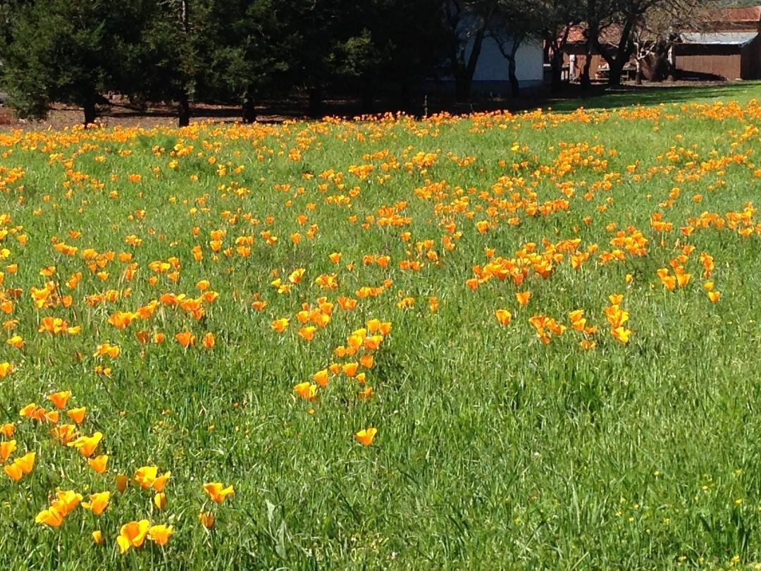 Poppies in full bloom. Love this time of. year