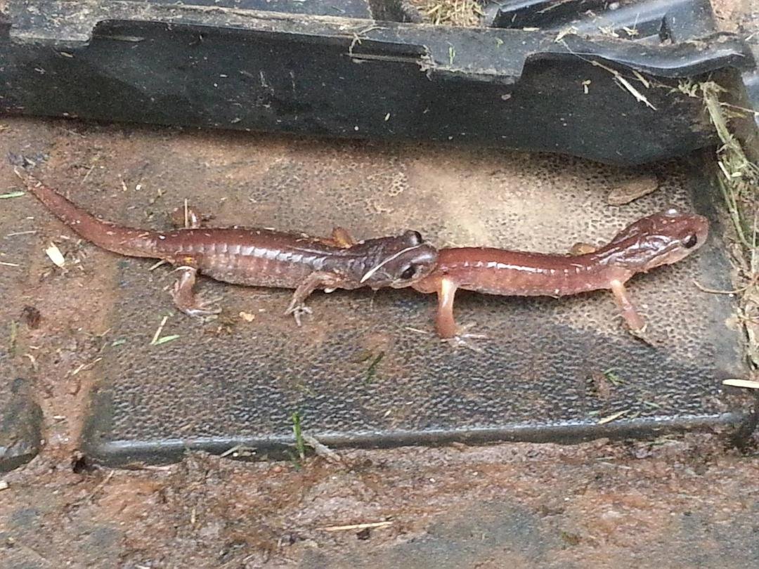 I opened the door of my garden shed this morning to put away a few items and noticed this couple on the floor.  I could just about hear one of them saying "you said this would be a private room, no interruptions!"  I preten