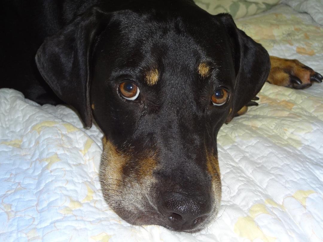 Zane's personality is just about what you would expect in looking at this picture. More families considering adoption should give thought to a larger dog. Many, like Zane, have docile and loving demeanors, not to mention