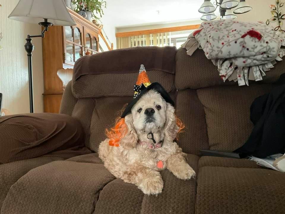 We told Molly that the trick or treaters were coming tonight. She wasn’t to sure that was a good thing.