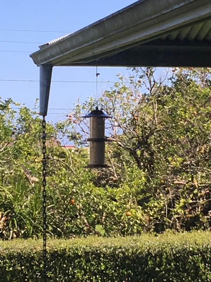 New bird feeder waiting for first visitors. Stay tuned 😎.