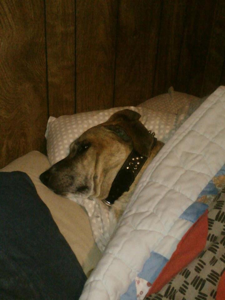 Puppys tired and cold