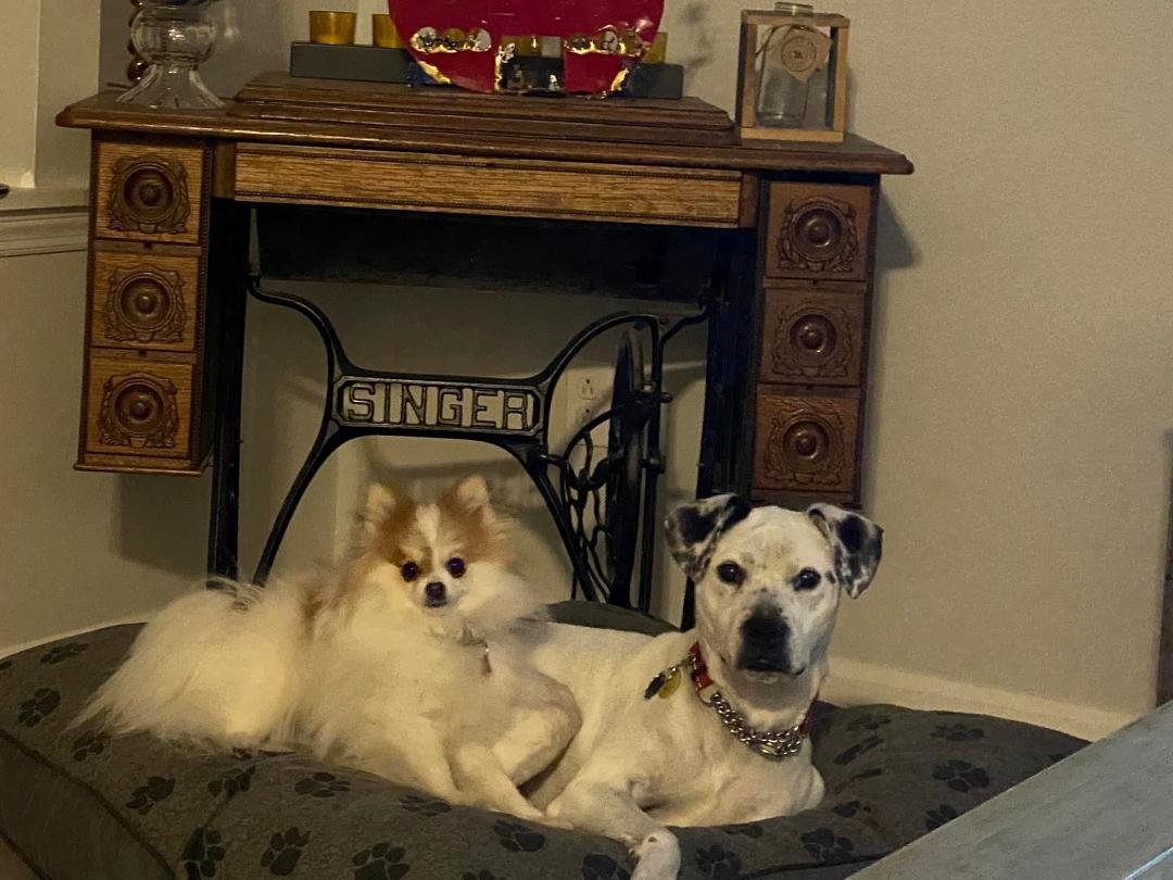 Happy National Puppy Day!