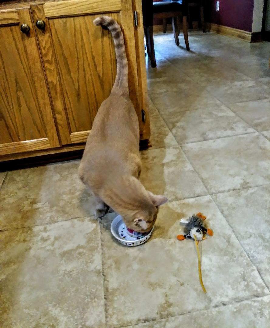 Guess I now have to go shopping for KidProof locks for my cupboard doors...couldnt find TED this morning until BUTCHIE stood staring at the doors under my kitchen sink. TED was sleeping behind the garbage can. Last week