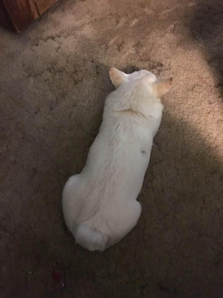 Luna chillin