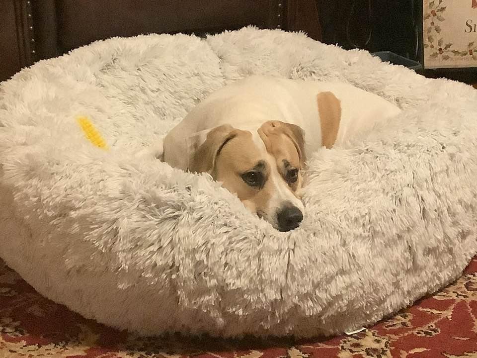 Duke loves his new bed and toys
