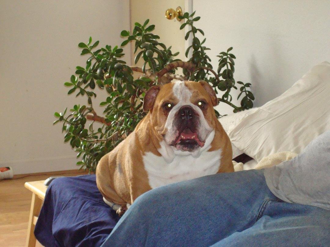 Sad news today - my son Jim's dog in Alaska has died. He will be missed. He was an English bulldog with a heart of gold.