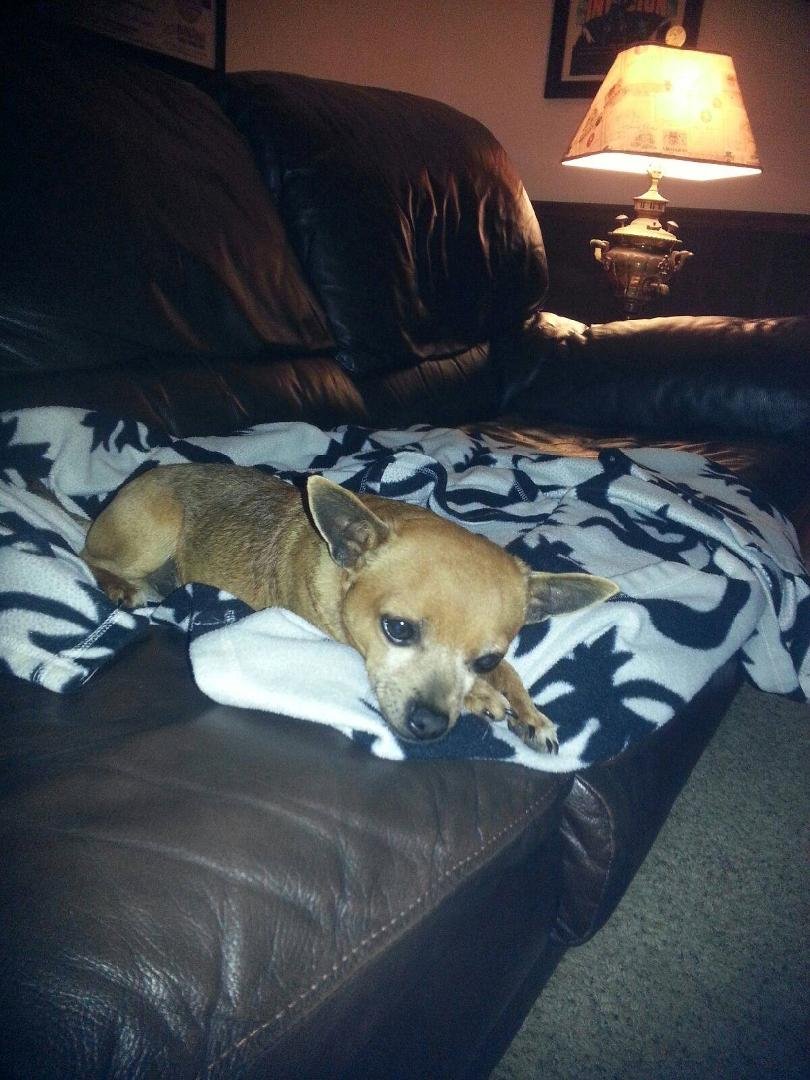 My neighbor's chi chi went missing Saturday night around the Johnson Dr / Spain Rd / Annistown Rd area. This was a newly adopted dog that he took in from another neighbor and has not yet been neutered or micro-chipped. He w