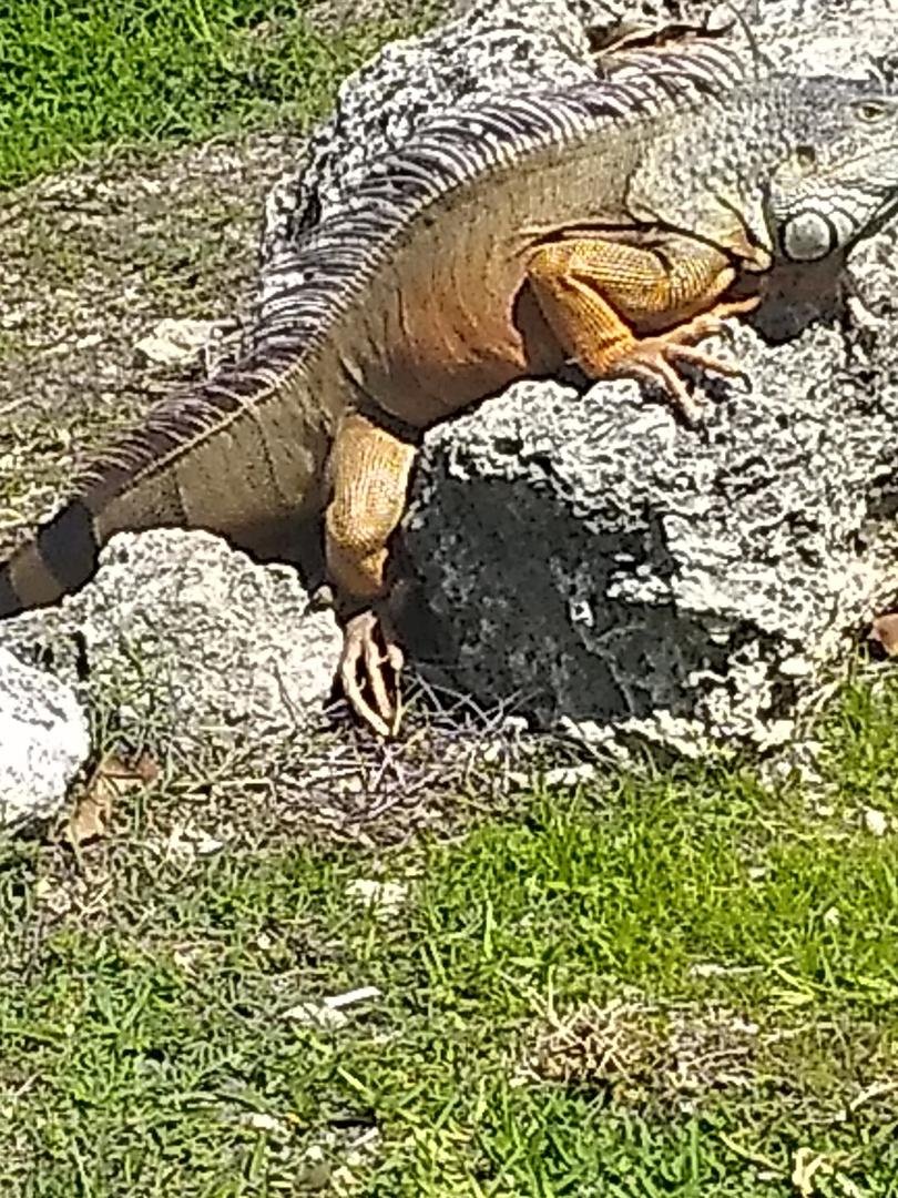 great day on the golf course good to be back out after all the rain and see the iguanas are doing well