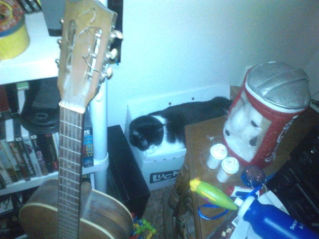 My cat