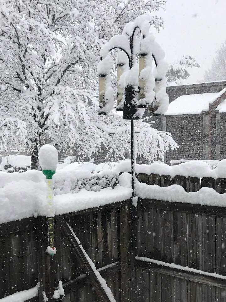 Bird feeders are covered pretty good and my rain gauge to the left looks like a giant Q tip... 😂
Already shoveled the walkway twice and the last time I got down to the car, the walkway was covered again...
At least I won’t