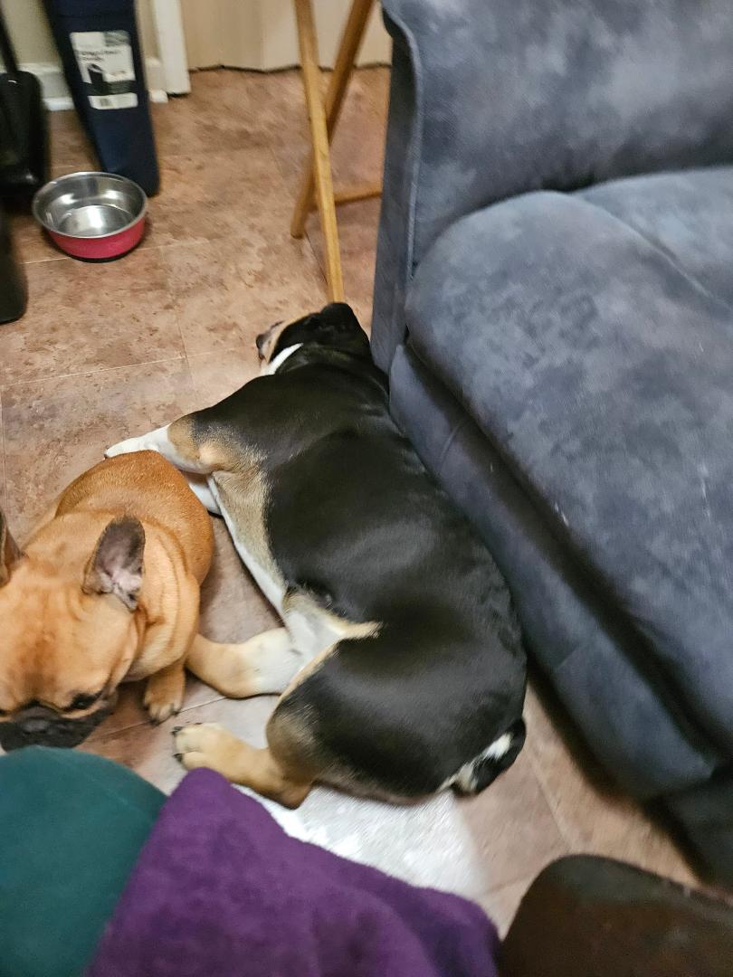 Rex and Cheeka.