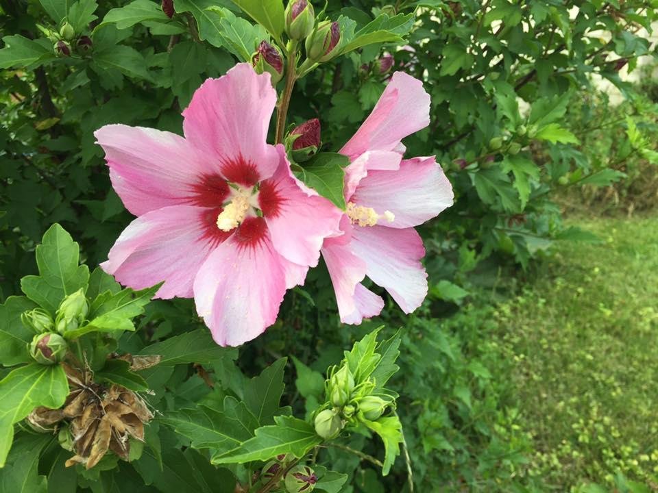 Does anyone know what sort of bush this is?  I'd like to plant one in my yard