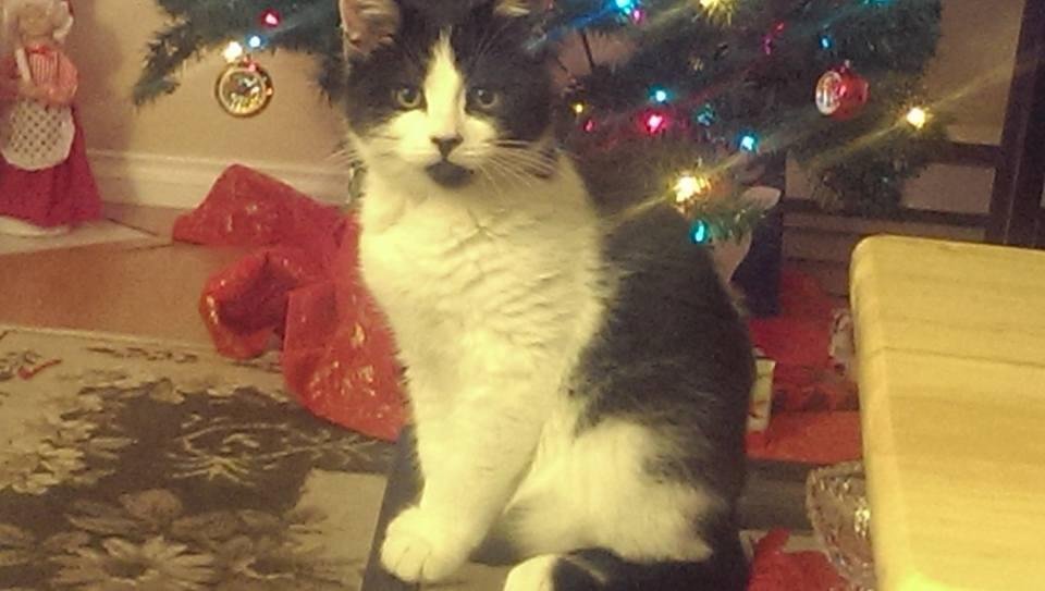 My Christmas present to myself. Had him a week now. Really enjoying him. Lots of kittens available at Laps Langley.