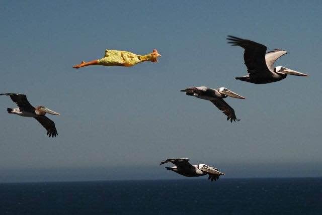 The migrating rubber chicken 😜