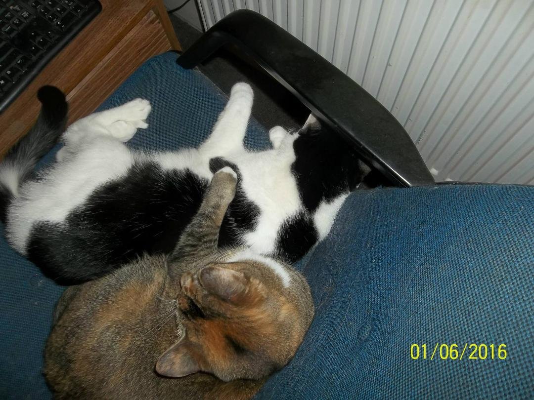 cats playing