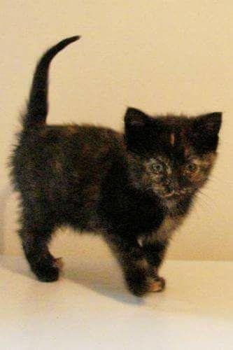 This little one and her sister are going to be my Christmas present. Mommy hood here I come!