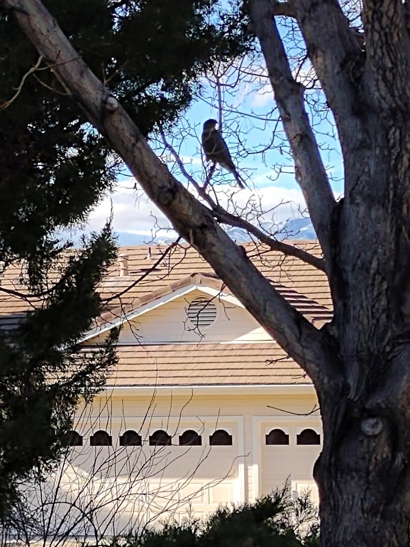 A hawk decided to visit today, maybe a Red Hawk. Too much excitement this morning, but Tucker chased him away!
