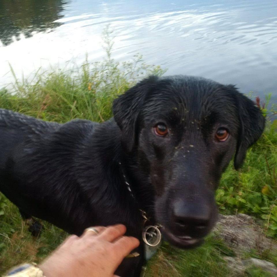 Just back from a swim at the park with my Dad. Woof woof.