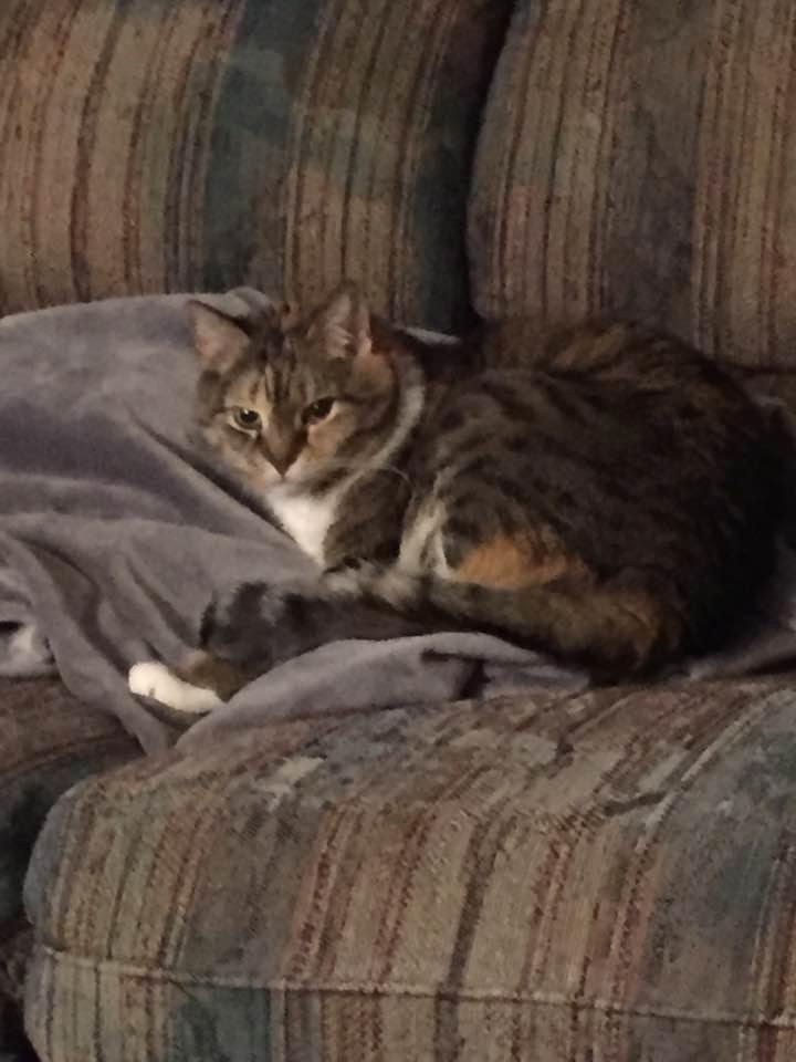 Here you go Sheri not my 5 th but my last since I already shared Tigger thought I should share Snickers