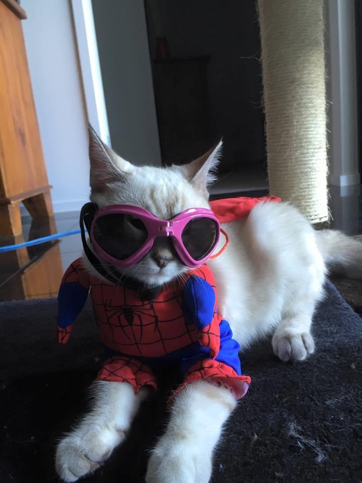SpiderKitty!