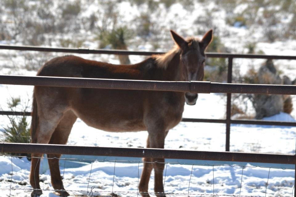 LOOK AT THE BEAUTIFUL FACE AND MARKINGS ON THIS  MULE NORTH OF CARLSBAD, NM.  A MULE AND DONKEY ARE MY MOST FAVORITE ANIMALS, WITH A PIG COMING IN A CLOSE SECOND!  12.27.11