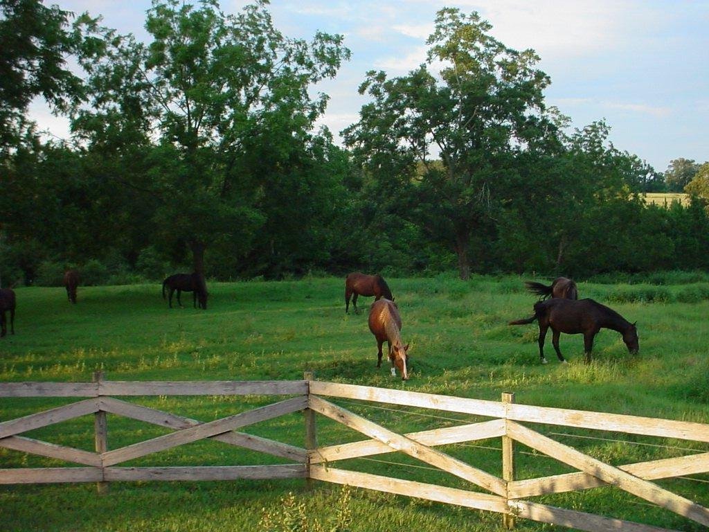 James Hatcher's album, Horses