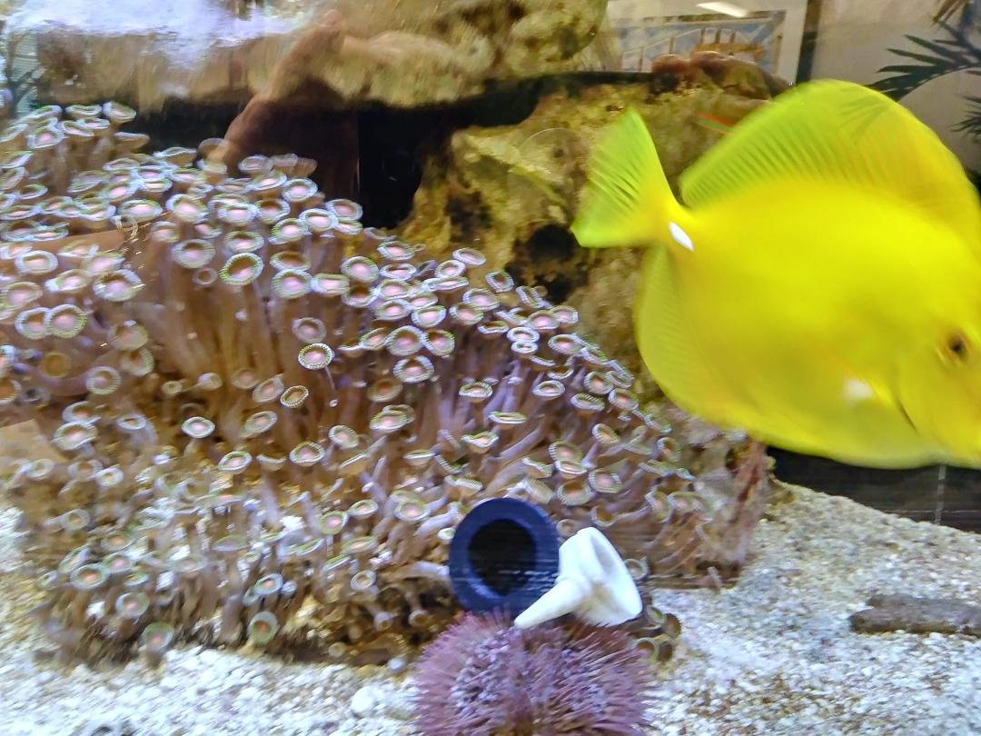 The sea urchin is feeling adventurous today. Wearing two hats requires good skills. The yellow tang is over 20 years old.