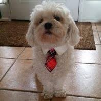 My best buddy and and companion went over the rainbow bridge this morning. Morty I will miss you and already lonely without you. love you! I am heartbroken.