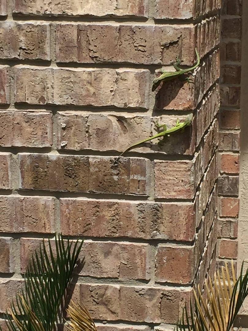 They show up at my door unannounced, stay there for over an hour and I didn't get to save 15% on my car insurance!
#TheGeckoLies