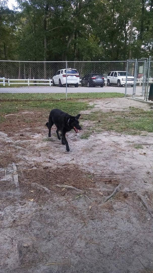 Dixie at the dog park
