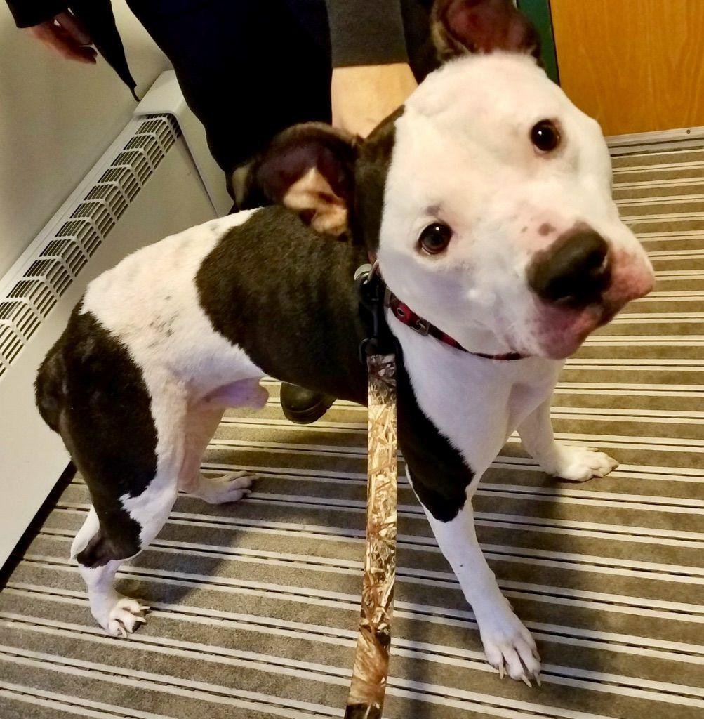 CT.  URGENT