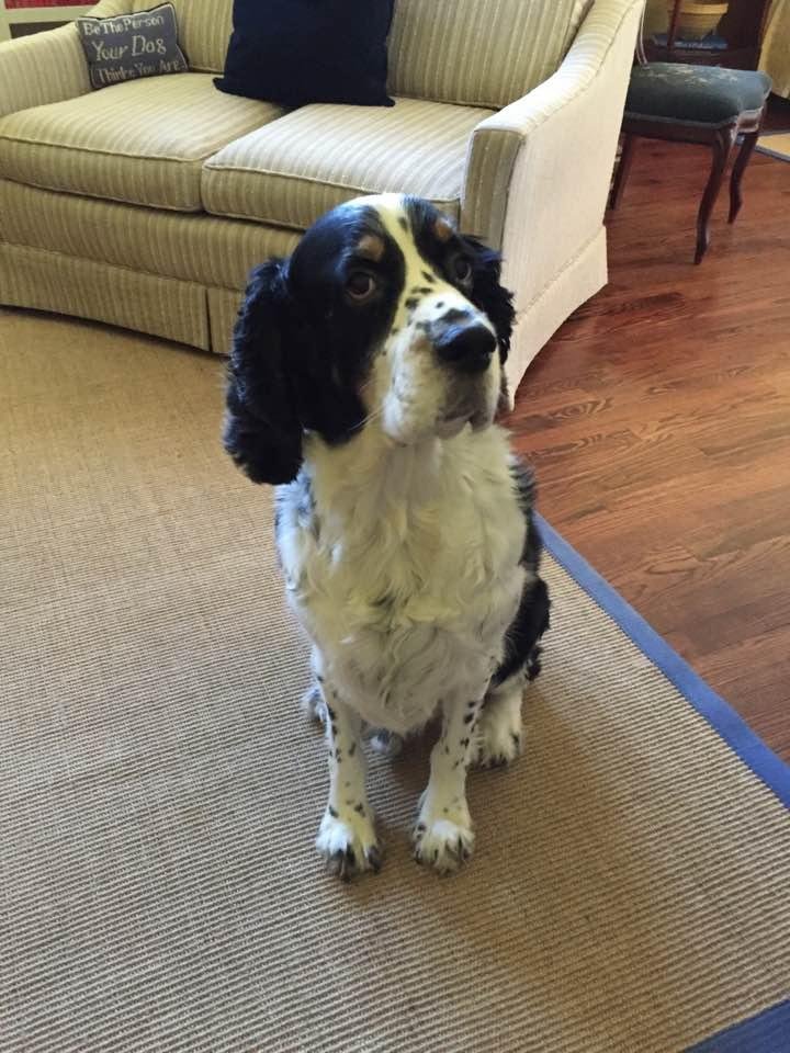Happy National Dog Day from my sweet friend, George!