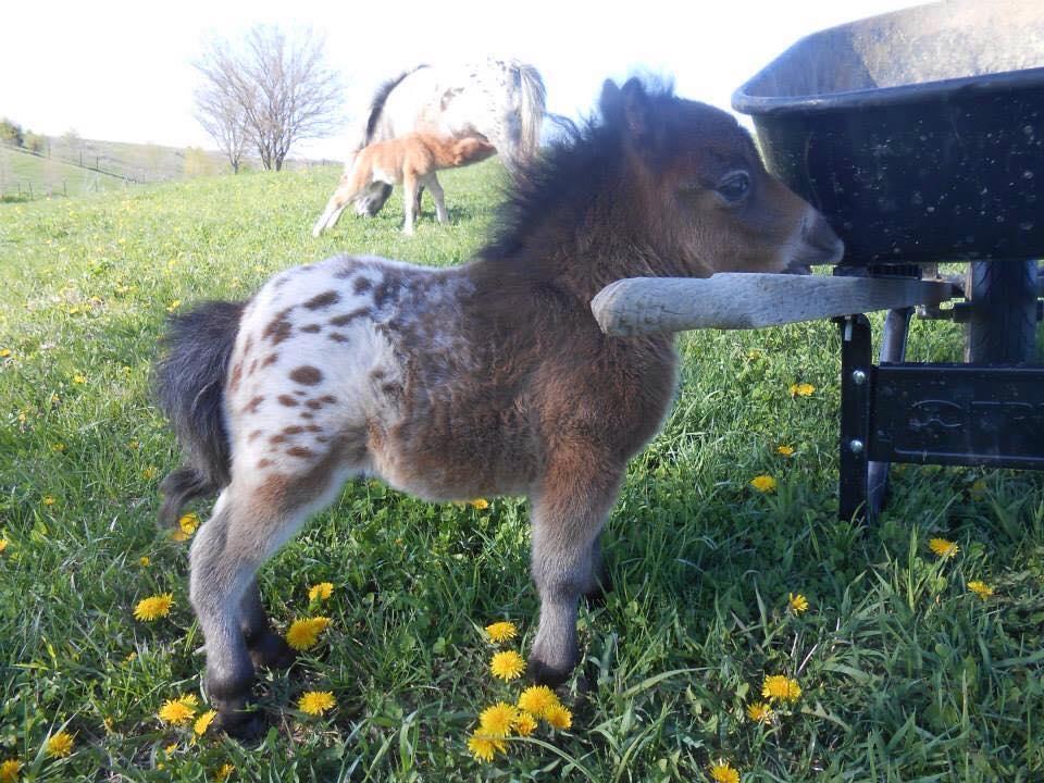 Thomas, you can use this one to race the new colt!