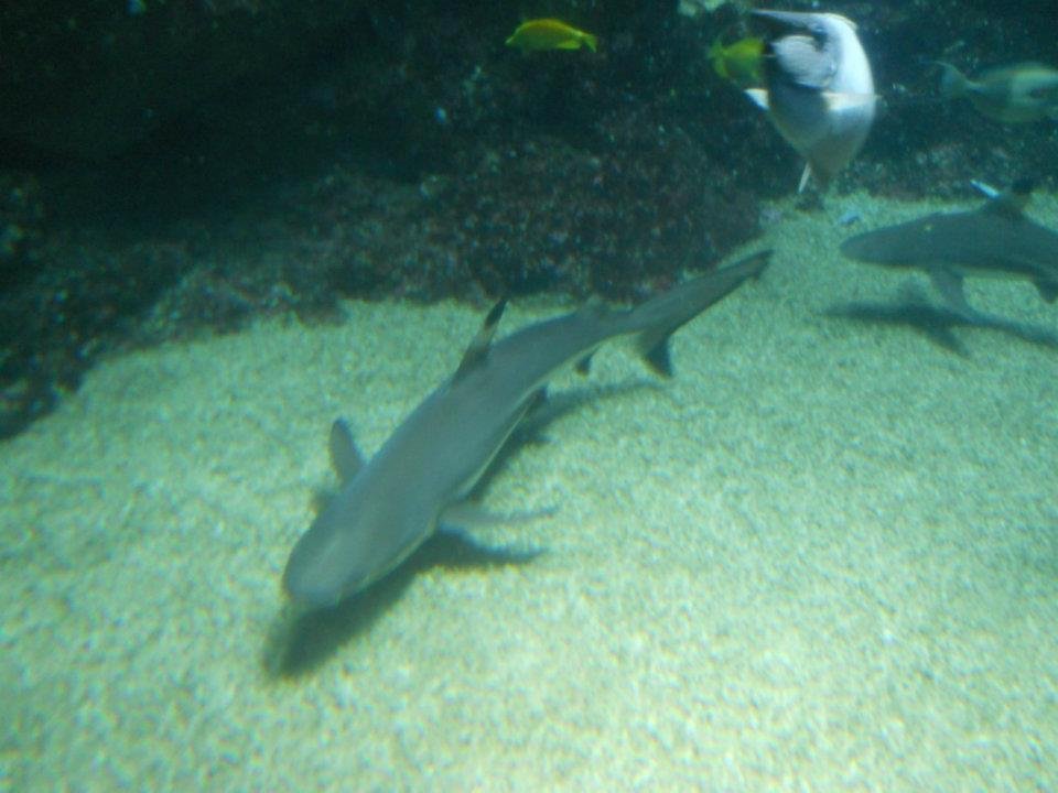 V. Alan Johnson's album, Maui Ocean Center Aquarium