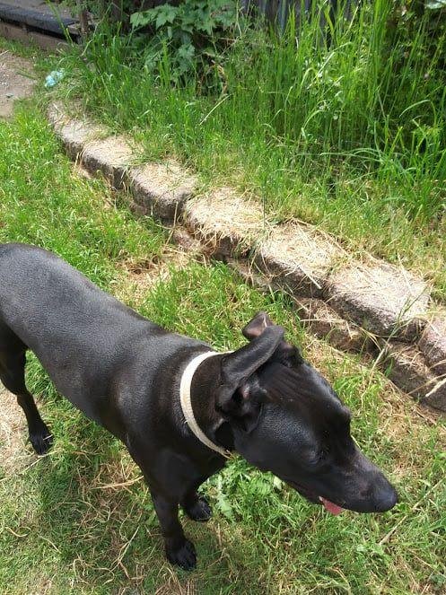 Tomorrow after someone's head starts rolling; I've decided to keep my dog as my companion animal,
He had a very rough start in life &
he's stuck by my side through it all
Duke
my boy,
here's to you