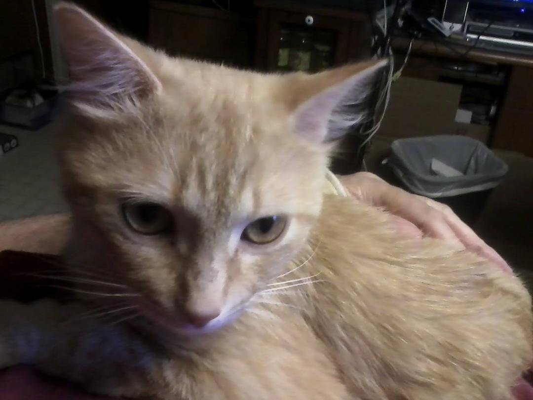 Foster Kitten August 2015