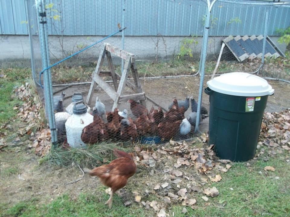 Juvenile pullets, guineas, and Ptolys, the rooster (lost some toes in the ice last winter)