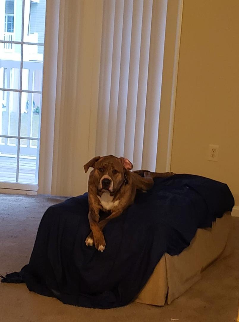 Pup sitting proper