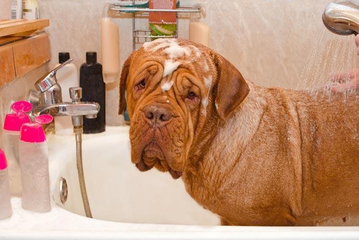 "Bordeax in Bath" puzzle, from https://puzzleddogs.com?pid=bordeax_breed_in_bath